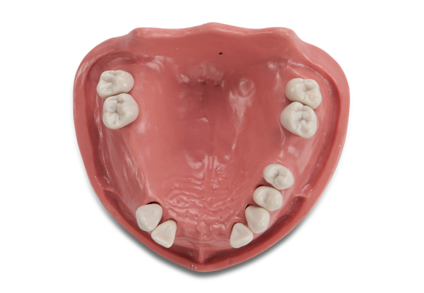 Modele Dentystyczne i Szkoleniowe